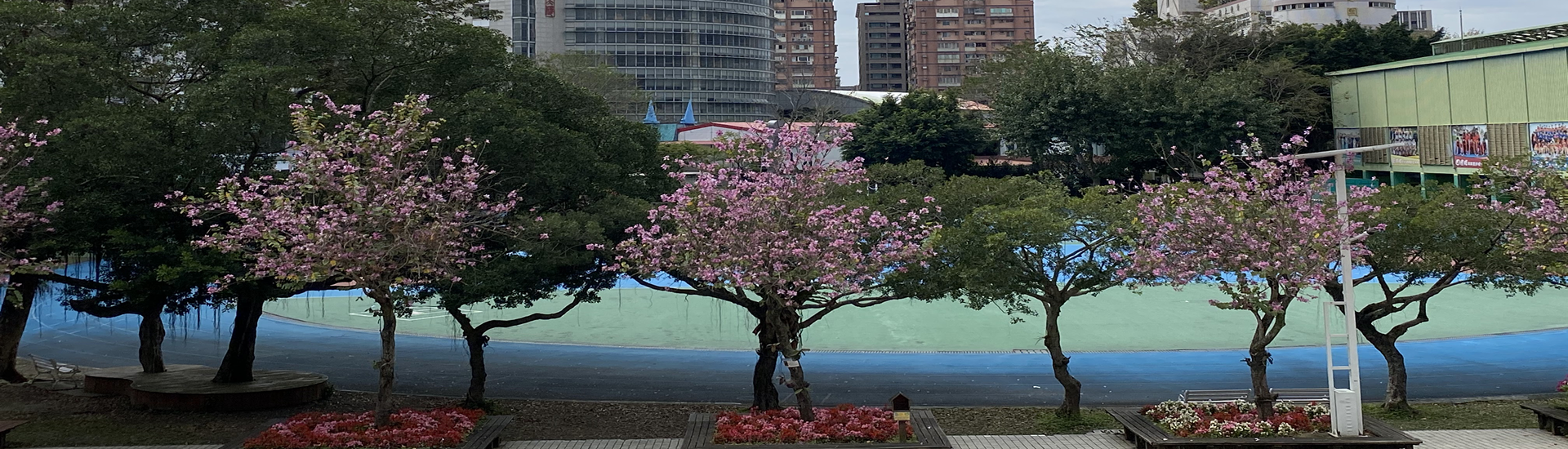 羊蹄甲盛開季節2